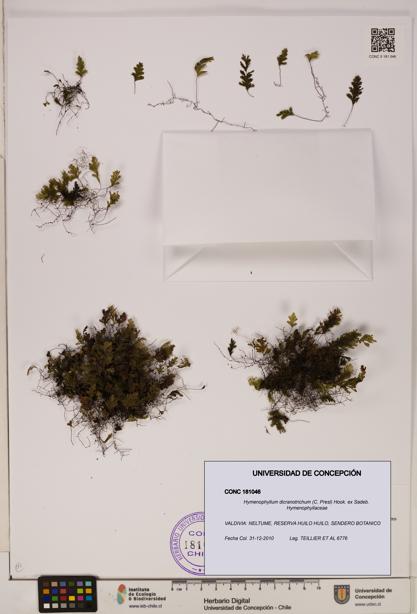 Hymenophyllum dicranotrichum [Espécimen: UDEC:CONC:0181046]
