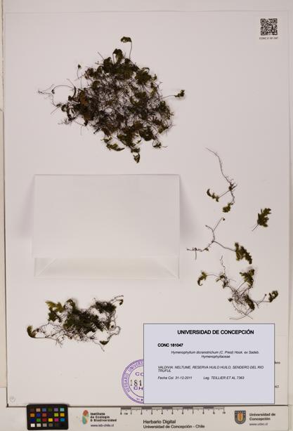 Hymenophyllum dicranotrichum [Espécimen: UDEC:CONC:0181047]