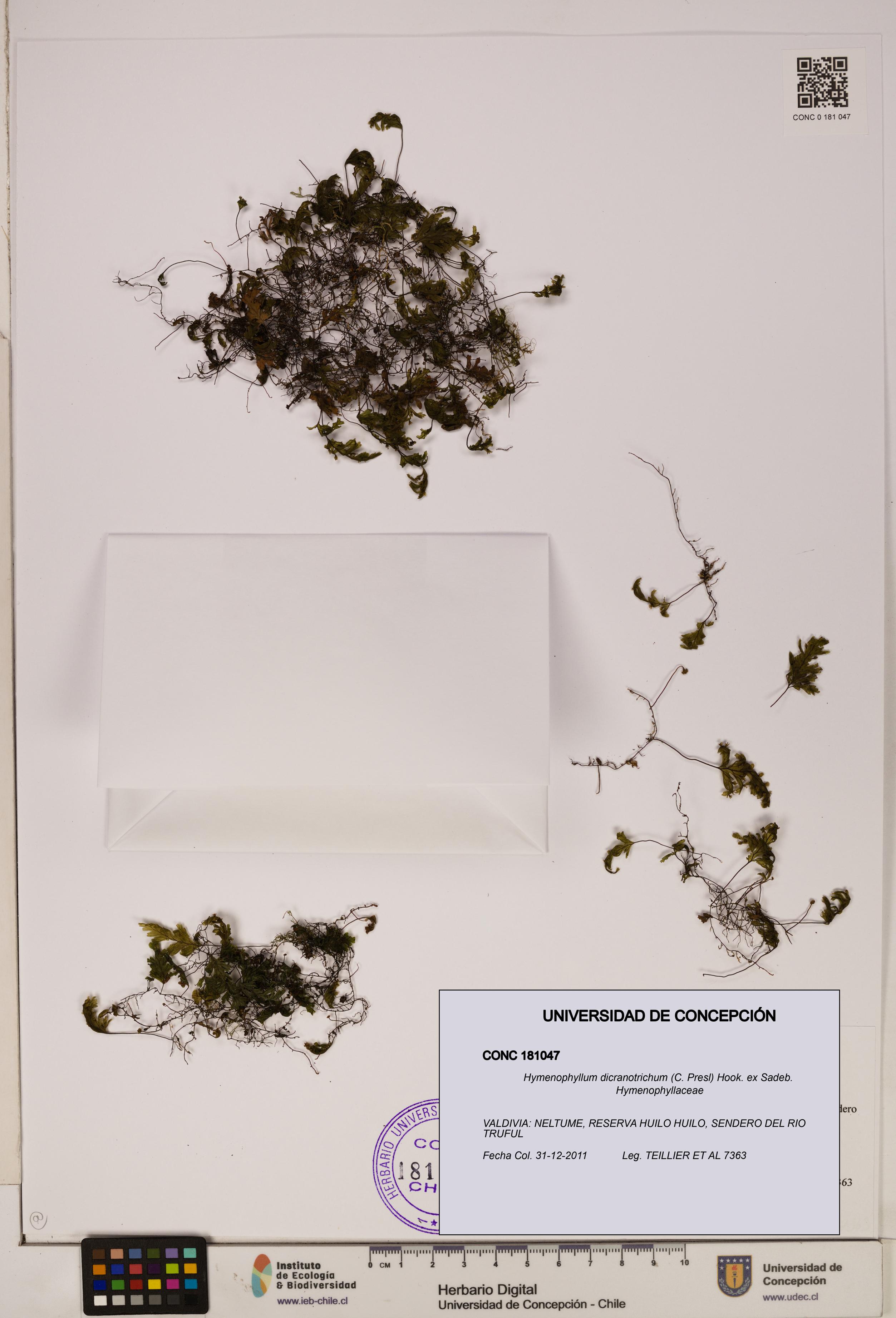 Hymenophyllum dicranotrichum [Espécimen: UDEC:CONC:0181047]