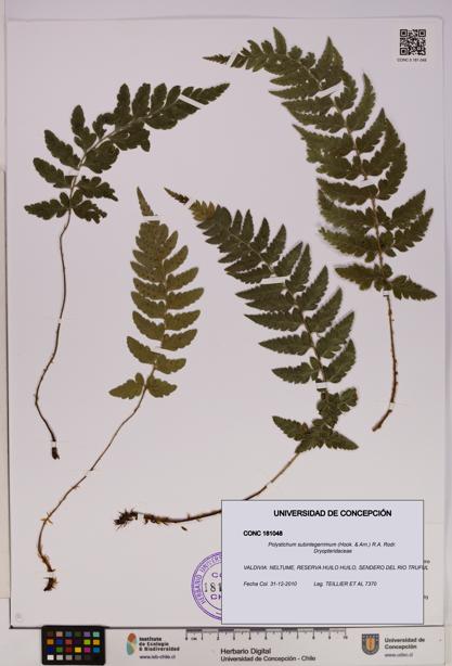Polystichum subintegerrimum [Espécimen: UDEC:CONC:0181048]