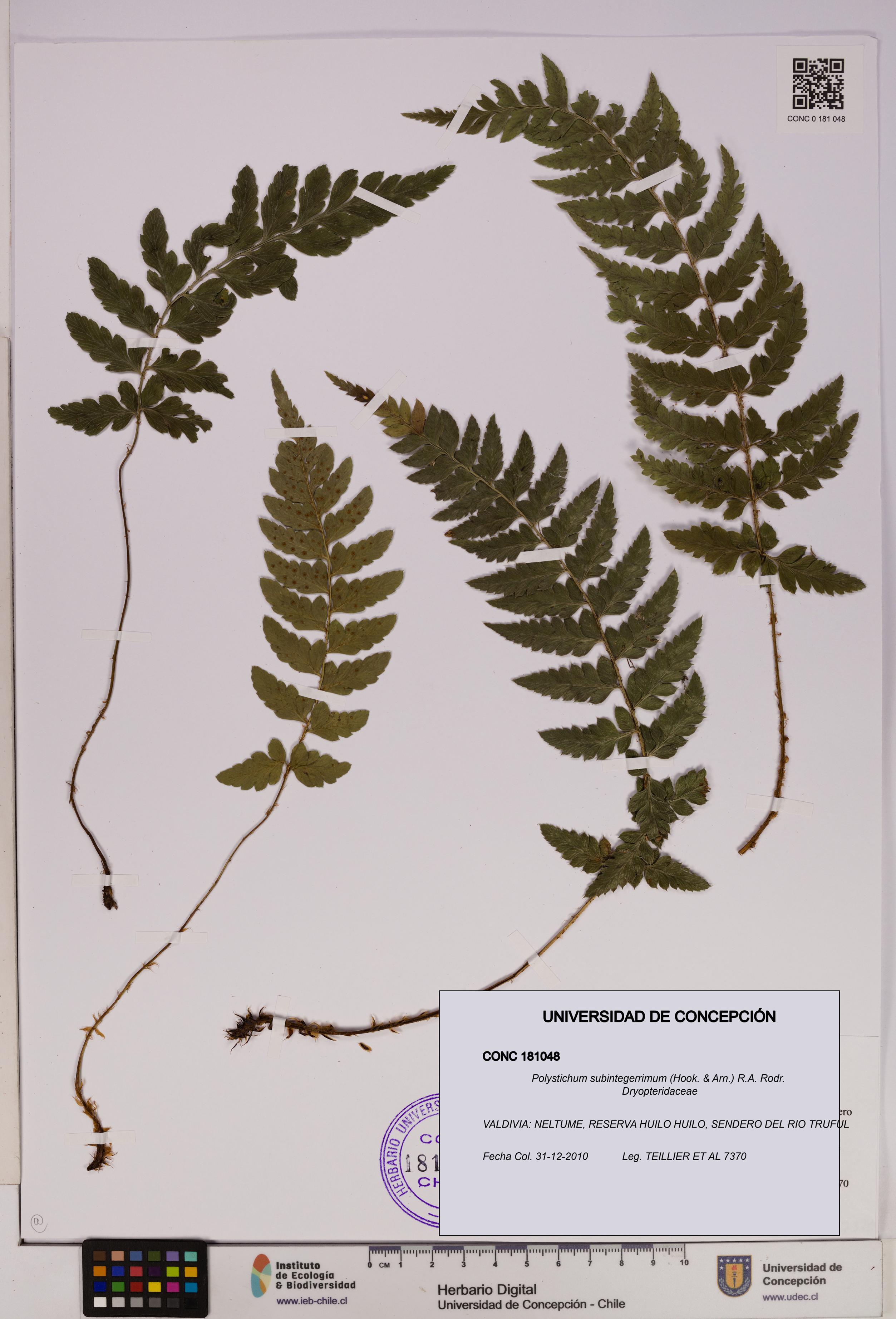 Polystichum subintegerrimum [Espécimen: UDEC:CONC:0181048]