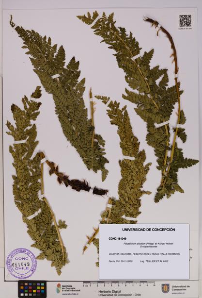 Polystichum plicatum [Espécimen: UDEC:CONC:0181049]
