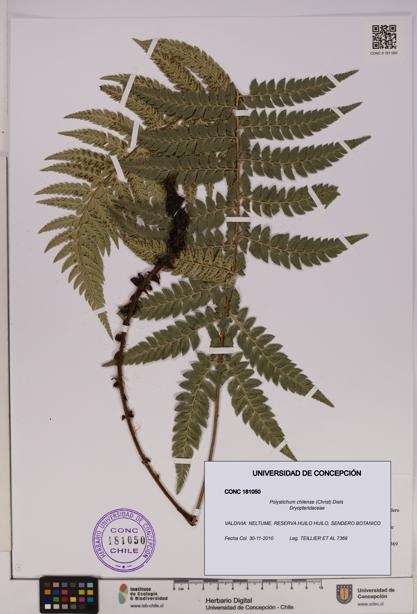 Polystichum chilense [Espécimen: UDEC:CONC:0181050]