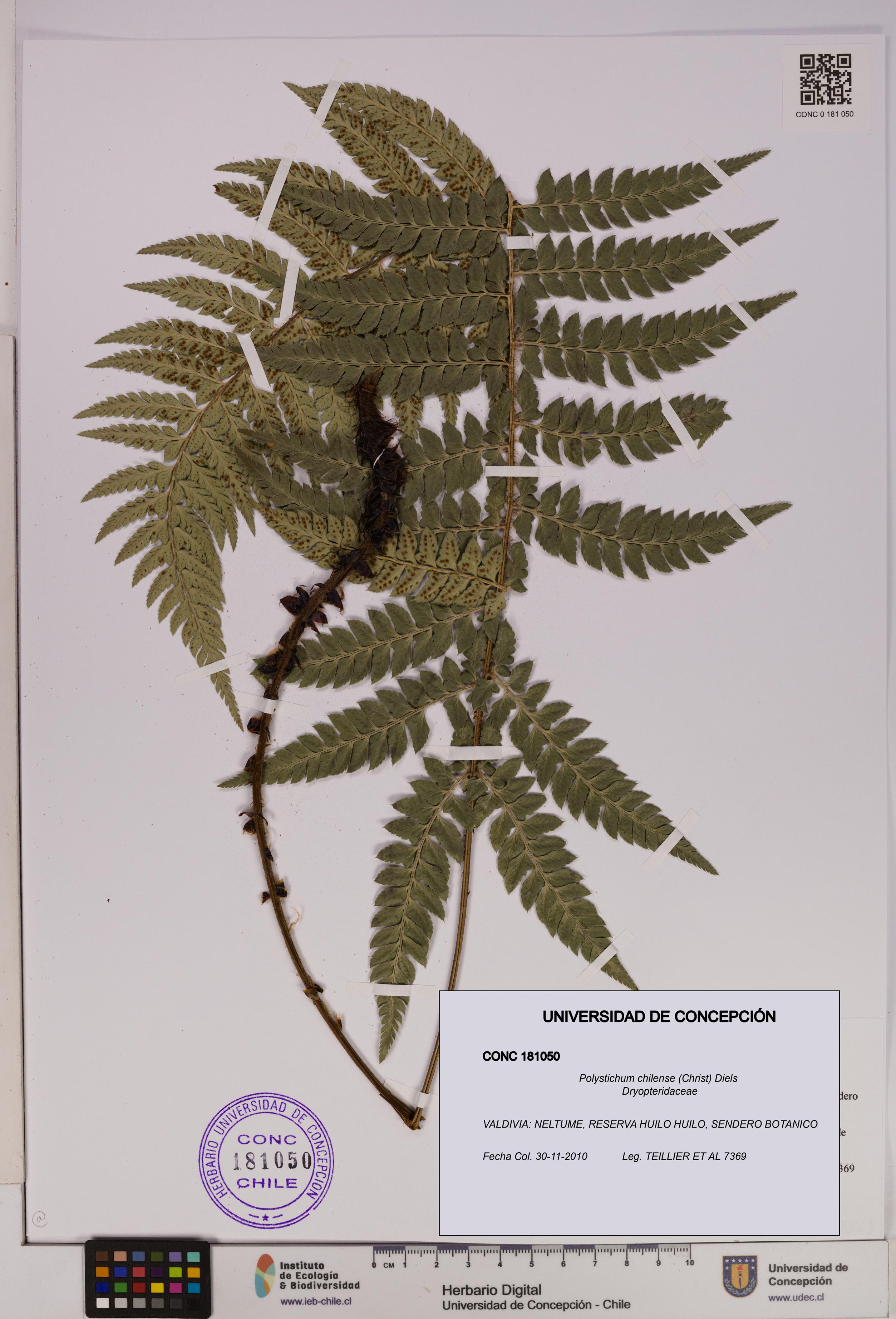 Polystichum chilense [Espécimen: UDEC:CONC:0181050]
