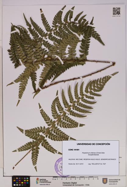 Polystichum chilense [Espécimen: UDEC:CONC:0181051]