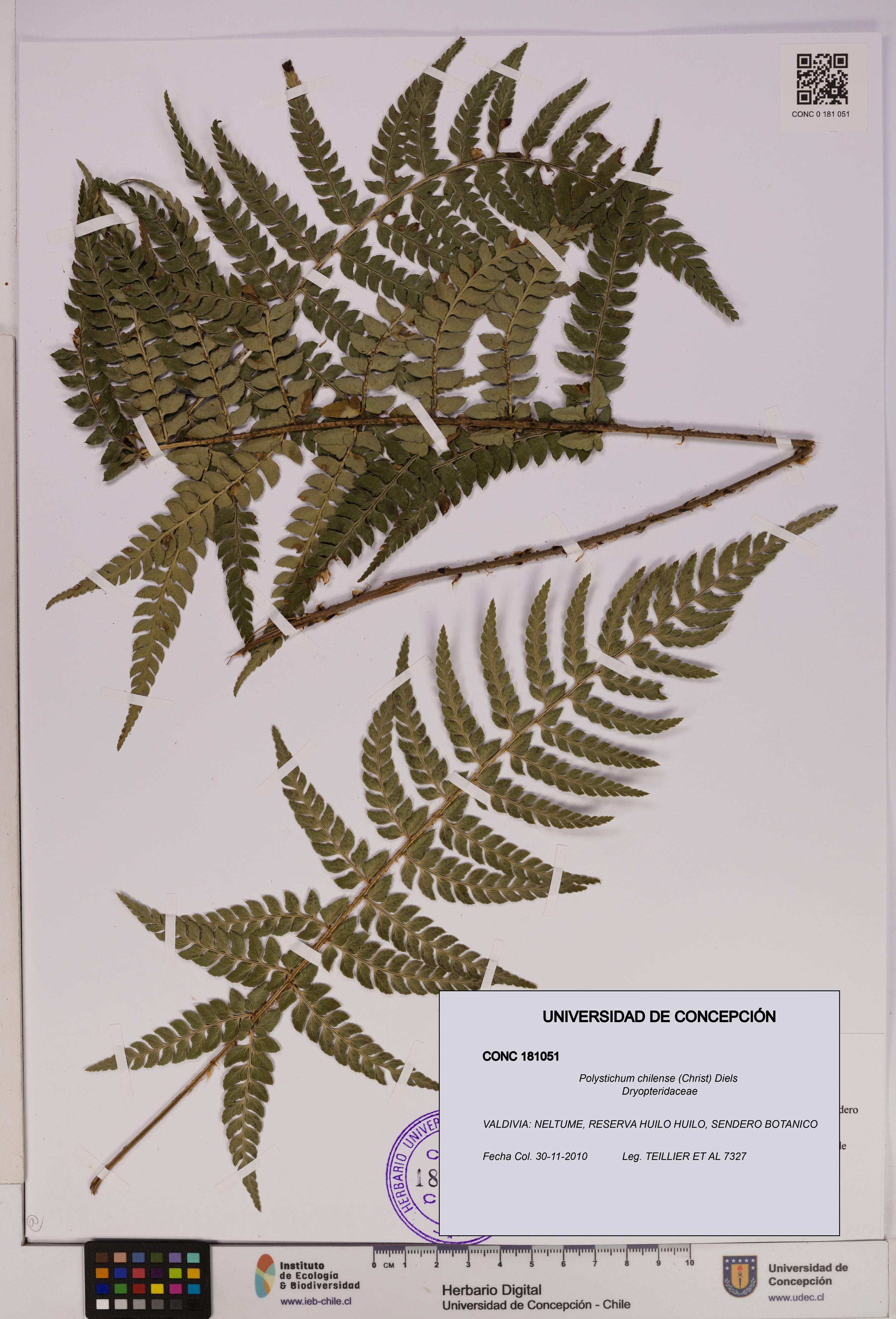 Polystichum chilense [Espécimen: UDEC:CONC:0181051]