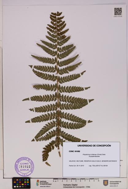 Polystichum chilense [Espécimen: UDEC:CONC:0181052]