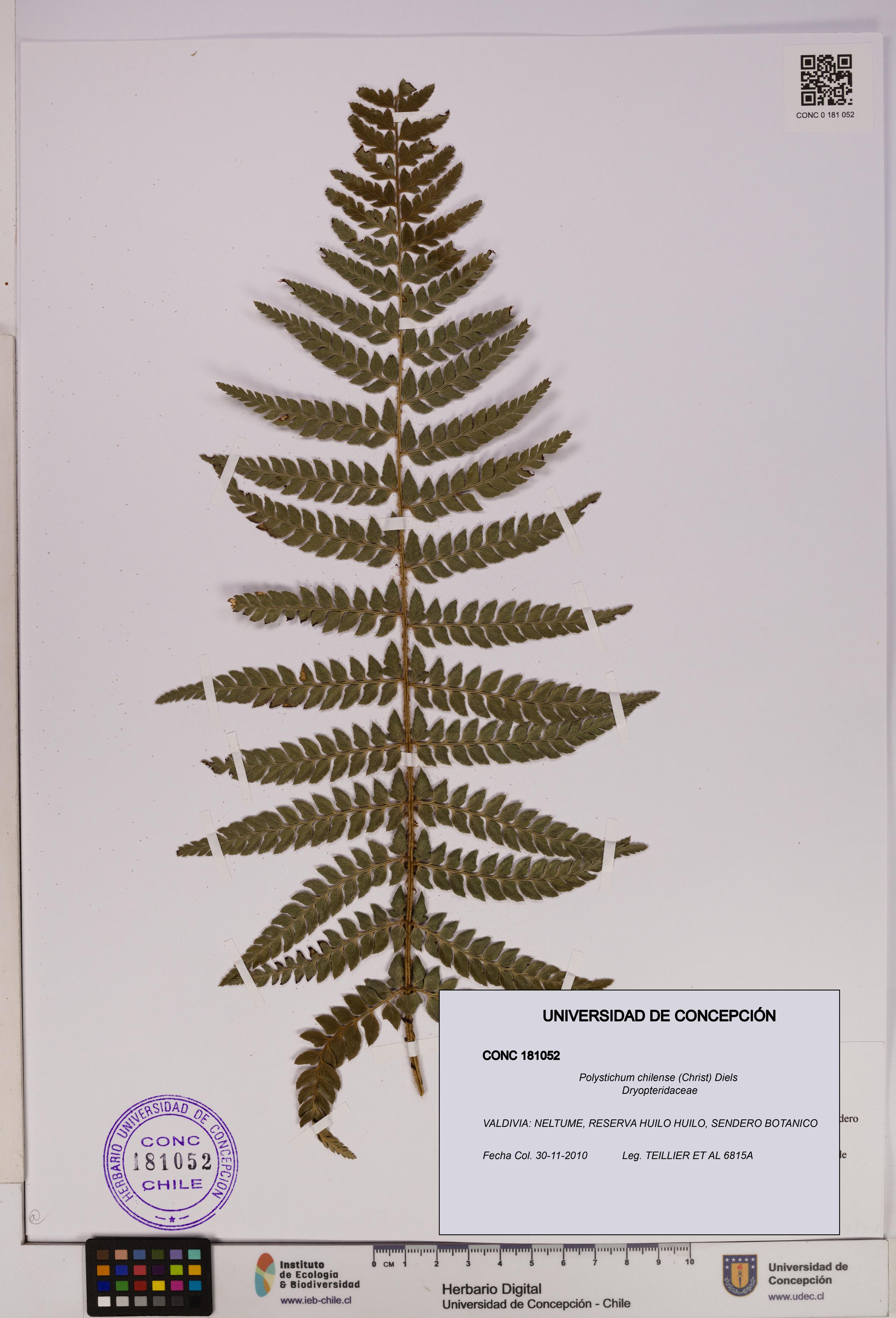 Polystichum chilense [Espécimen: UDEC:CONC:0181052]