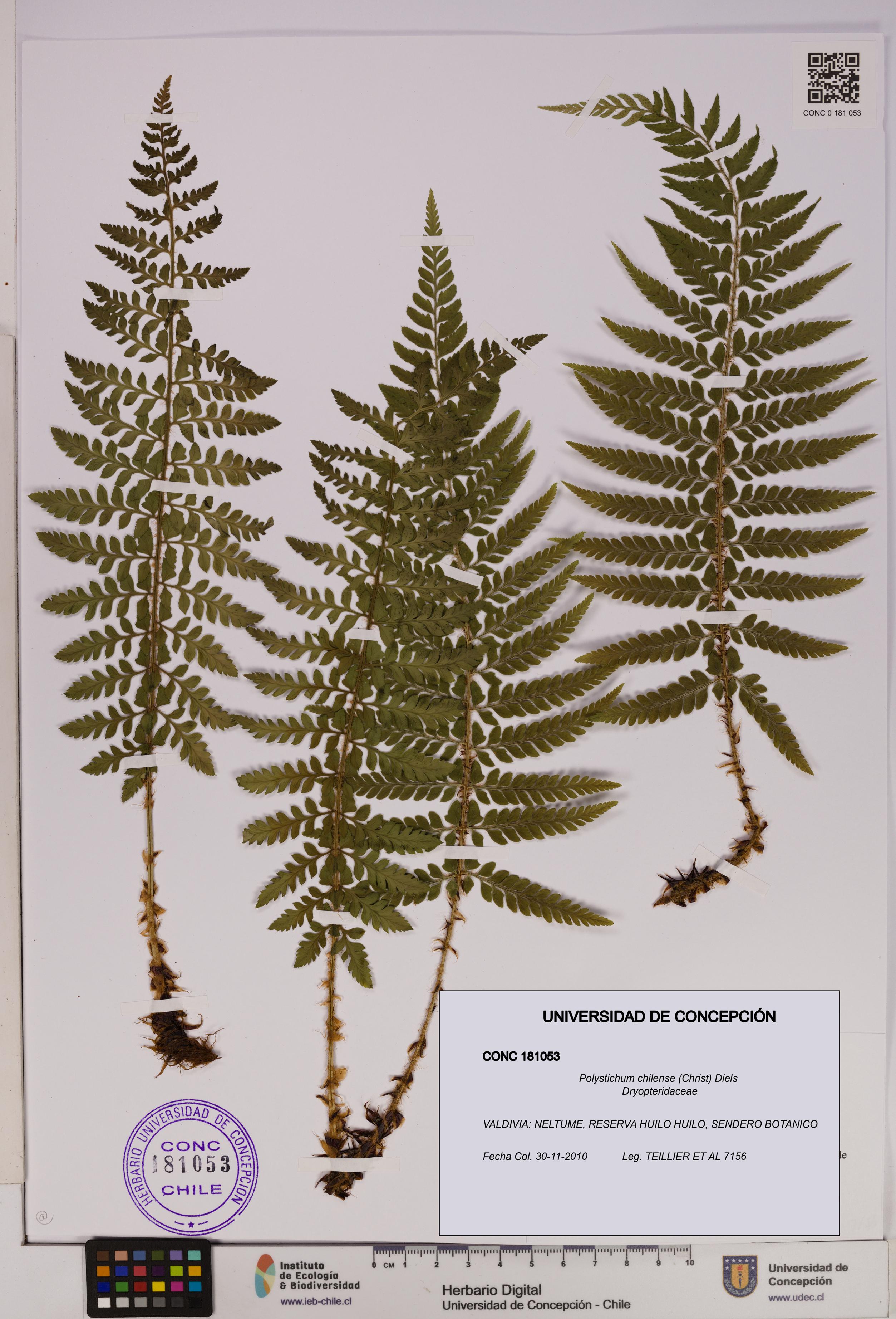 Polystichum chilense [Espécimen: UDEC:CONC:0181053]