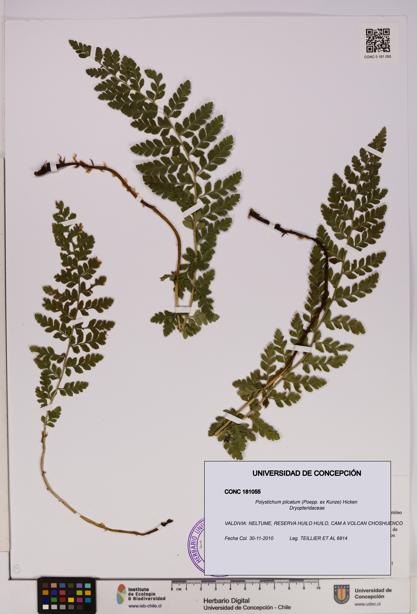 Polystichum plicatum [Espécimen: UDEC:CONC:0181055]