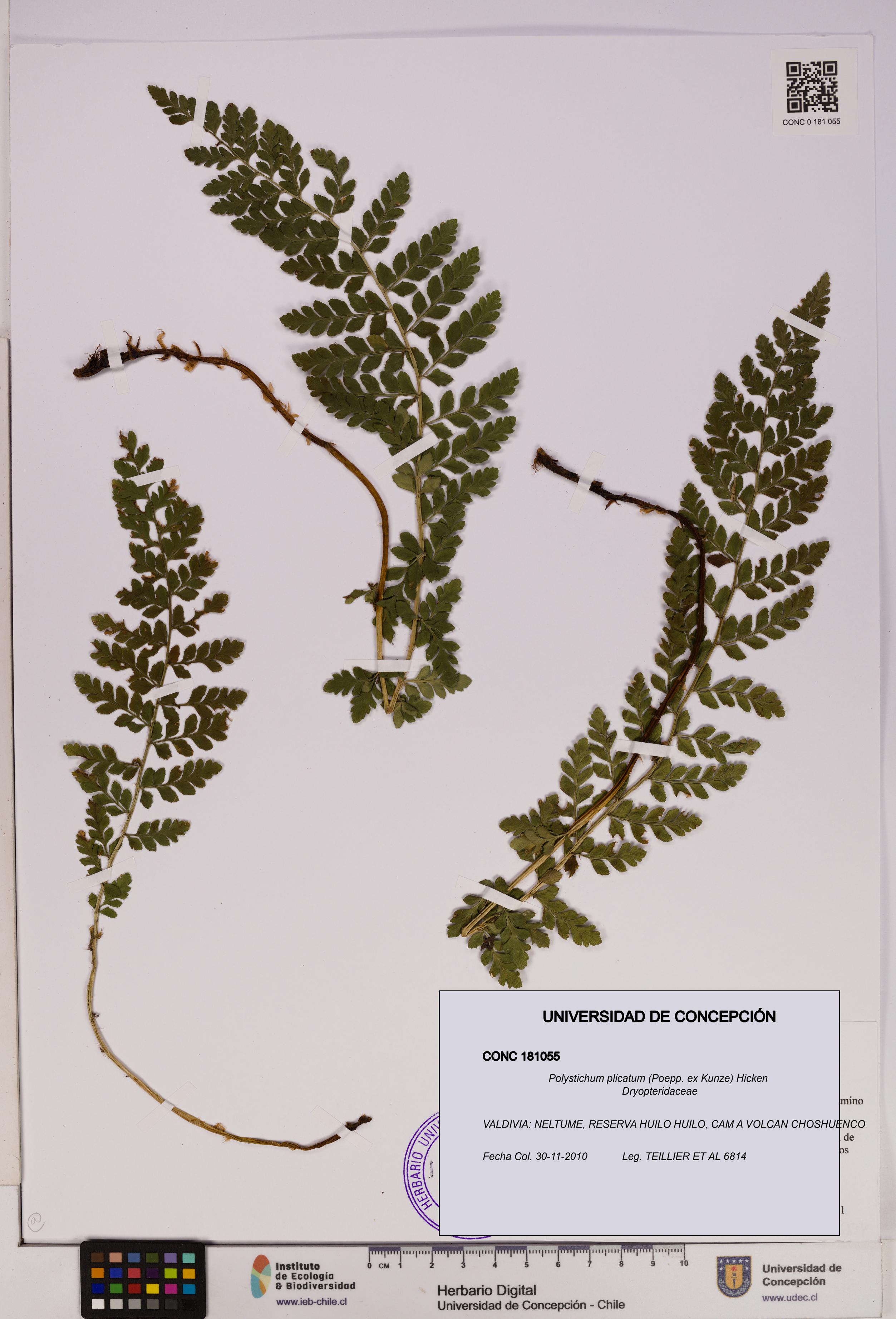 Polystichum plicatum [Espécimen: UDEC:CONC:0181055]