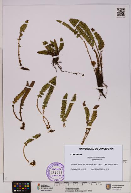 Polystichum andinum [Espécimen: UDEC:CONC:0181056]