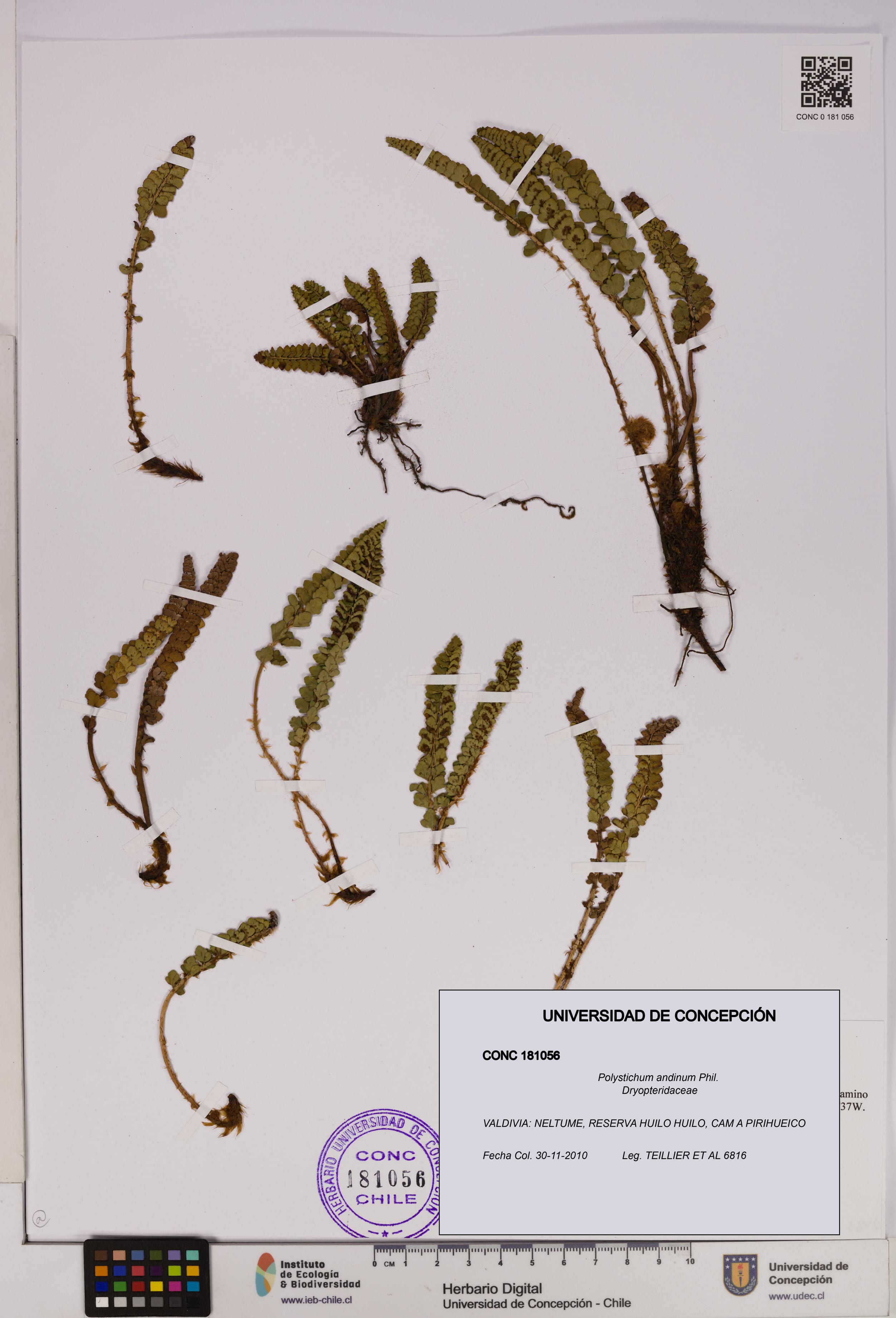 Polystichum andinum [Espécimen: UDEC:CONC:0181056]