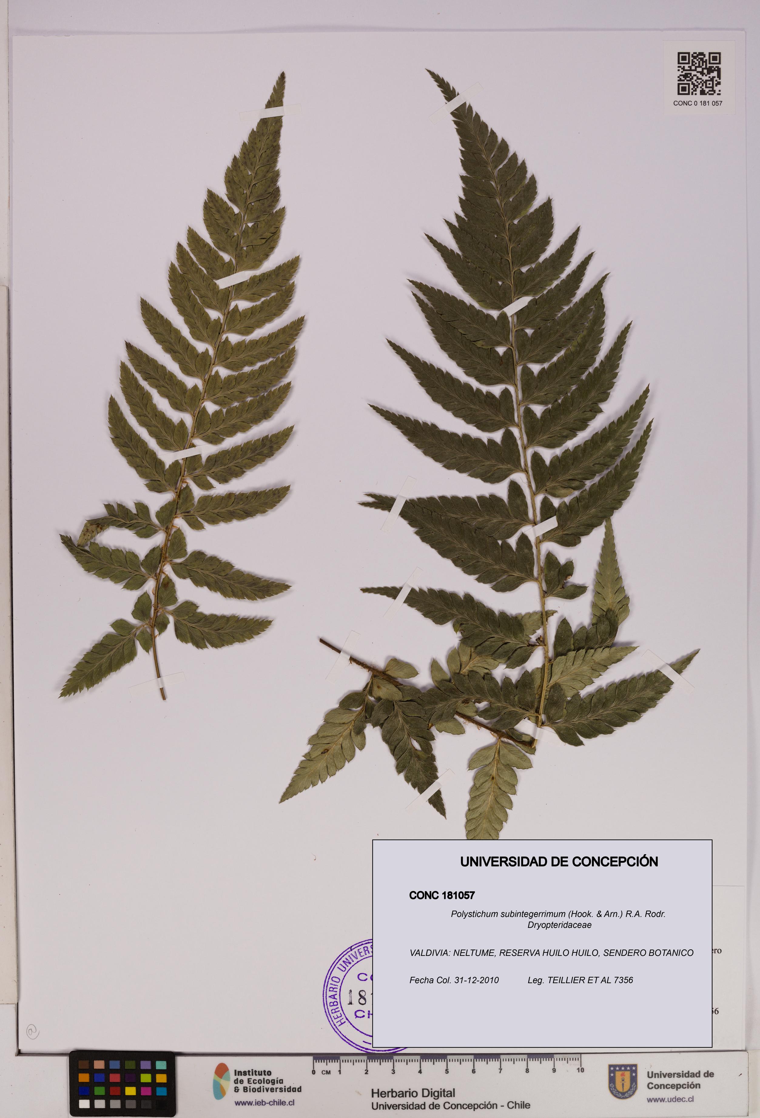 Polystichum subintegerrimum [Espécimen: UDEC:CONC:0181057]
