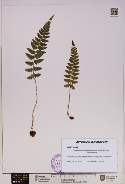 Polystichum subintegerrimum [Espécimen: UDEC:CONC:0181058]