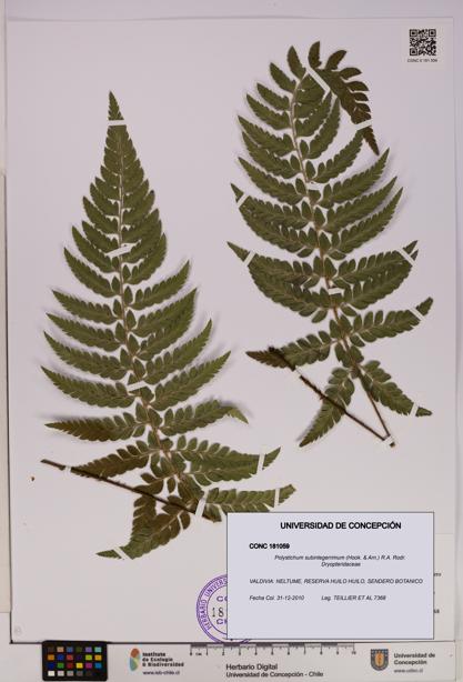 Polystichum subintegerrimum [Espécimen: UDEC:CONC:0181059]