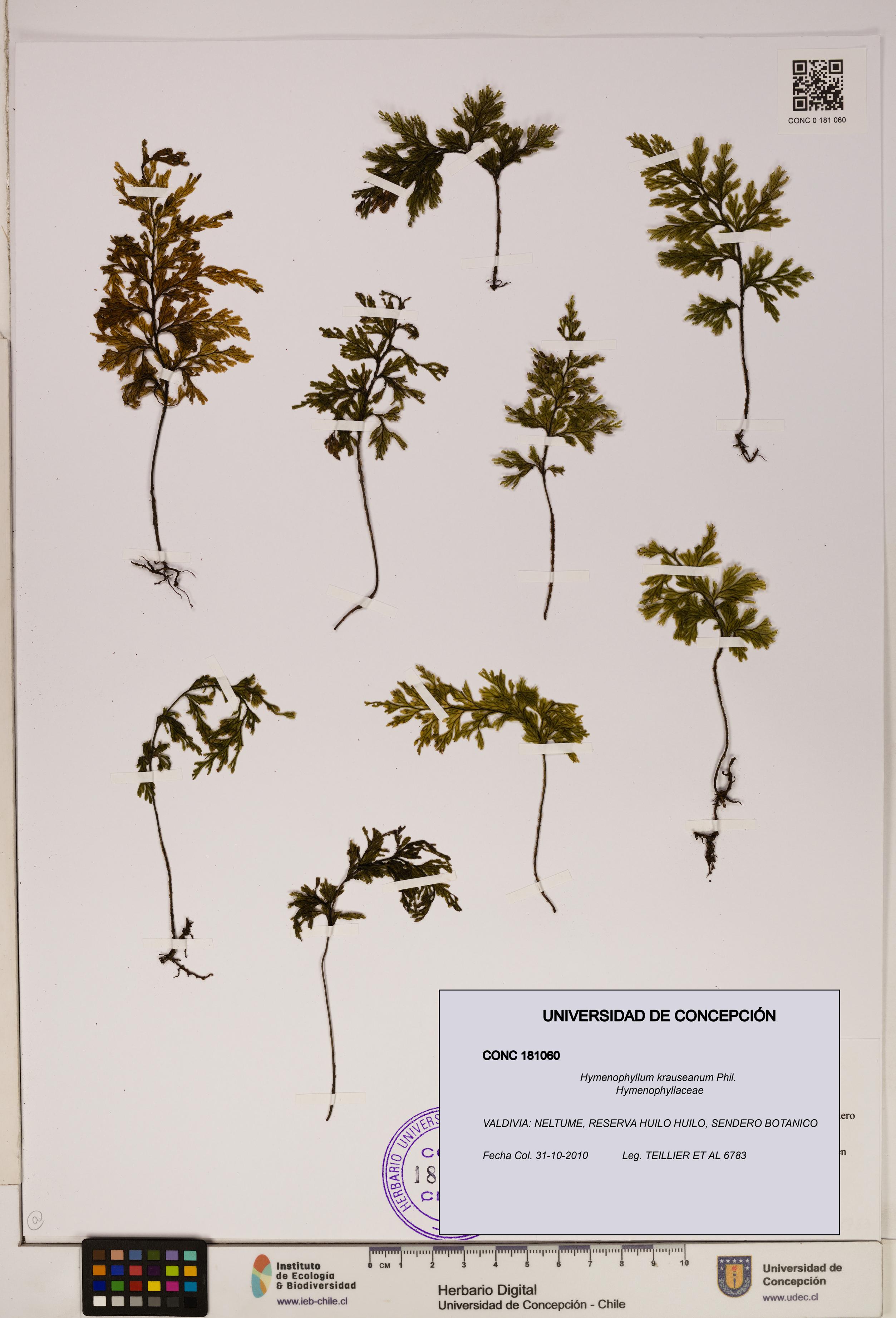 Hymenophyllum krauseanum [Espécimen: ]