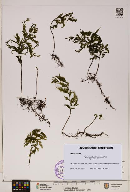 Hymenophyllum krauseanum [Espécimen: ]