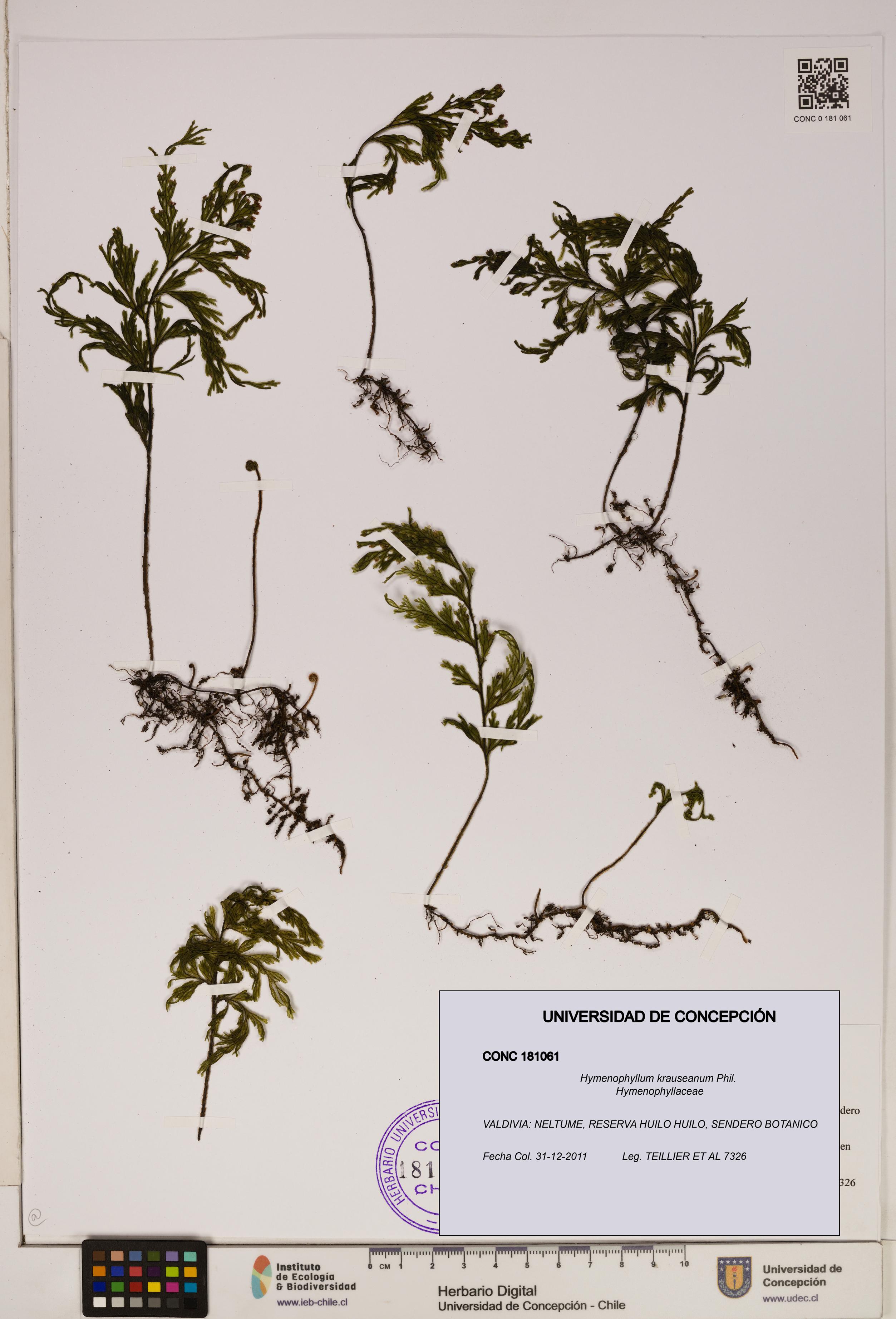 Hymenophyllum krauseanum [Espécimen: ]