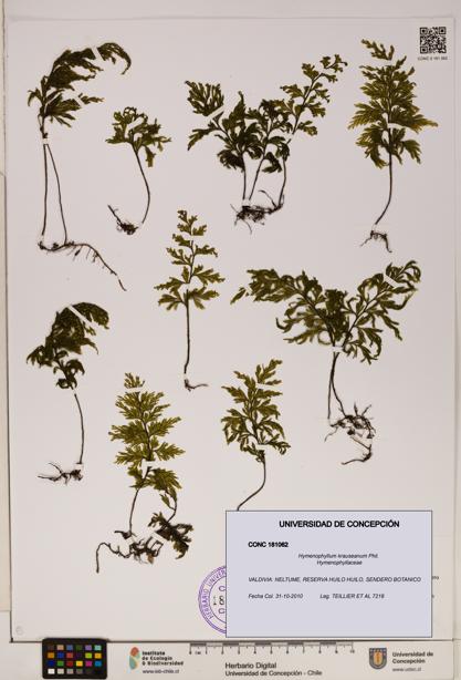 Hymenophyllum krauseanum [Espécimen: ]