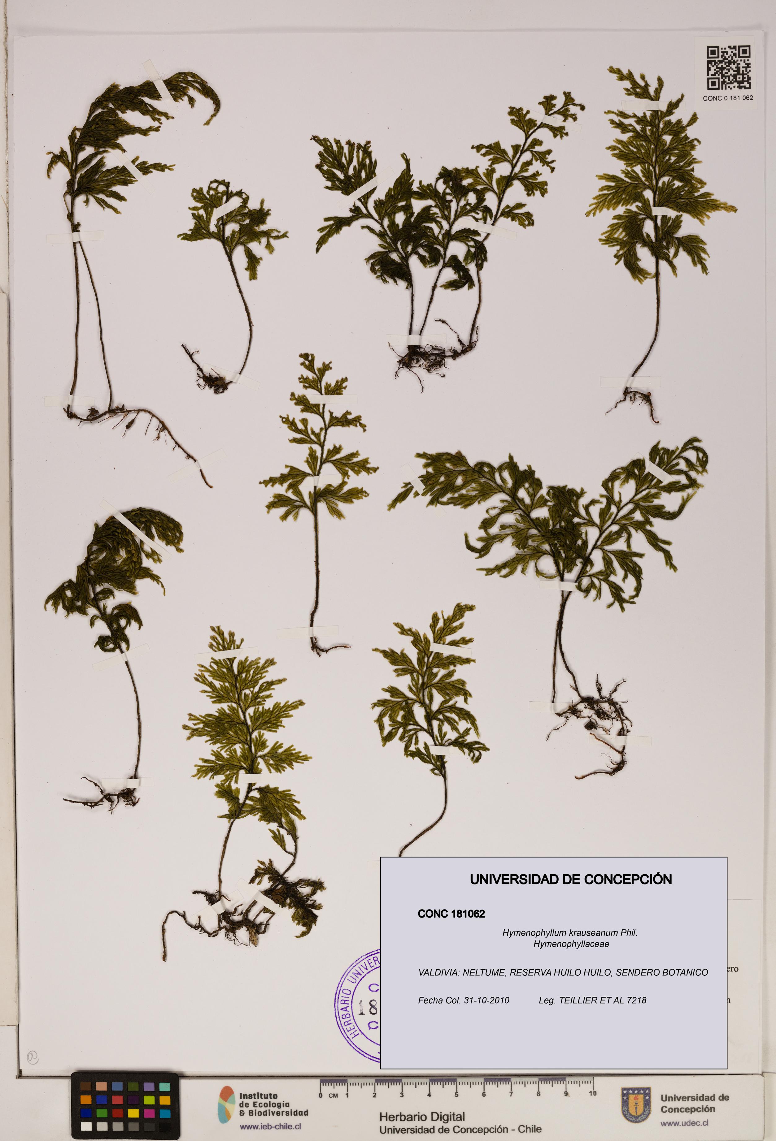 Hymenophyllum krauseanum [Espécimen: ]