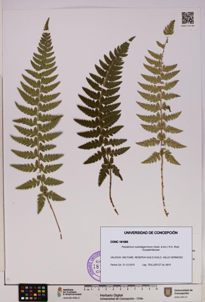 Polystichum subintegerrimum [Espécimen: UDEC:CONC:0181063]