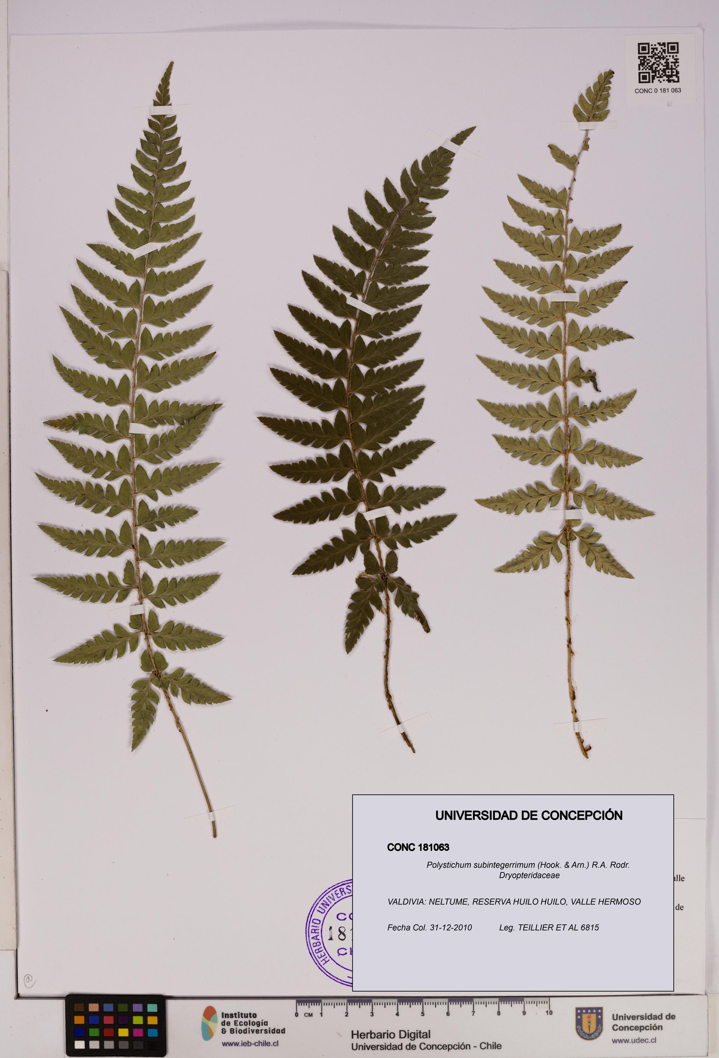 Polystichum subintegerrimum [Espécimen: UDEC:CONC:0181063]