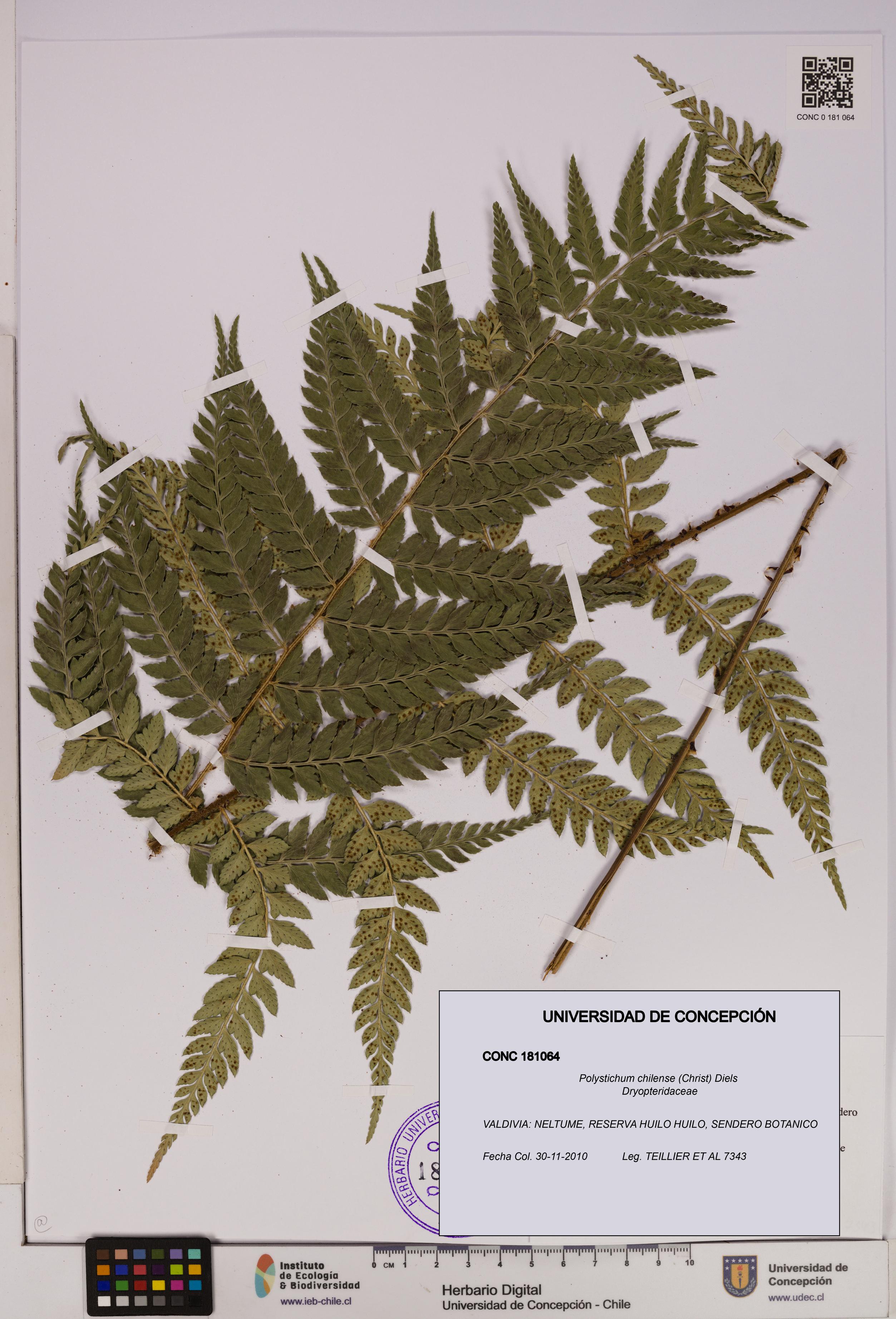 Polystichum chilense [Espécimen: UDEC:CONC:0181064]