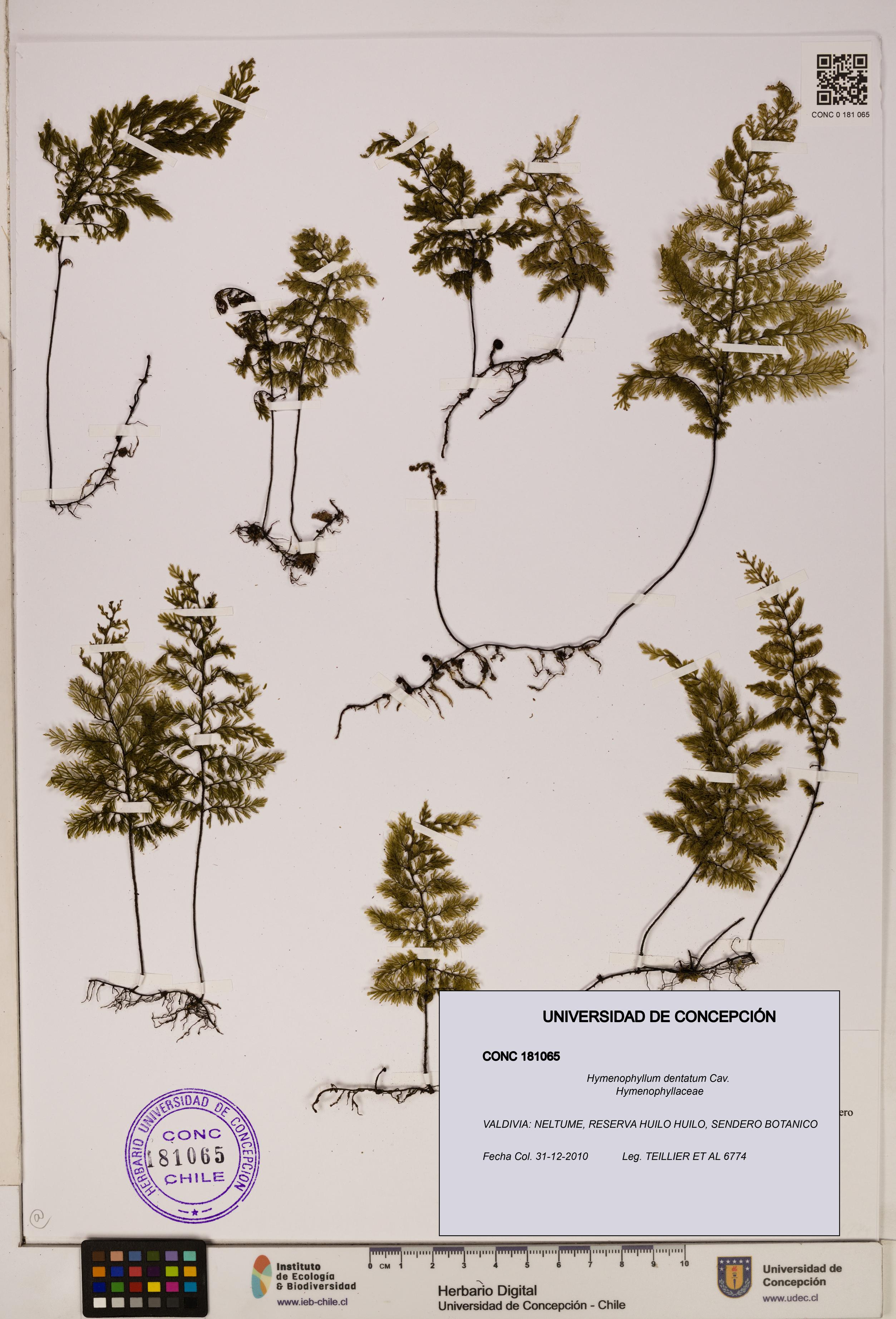 Hymenophyllum dentatum [Espécimen: UDEC:CONC:0181065]