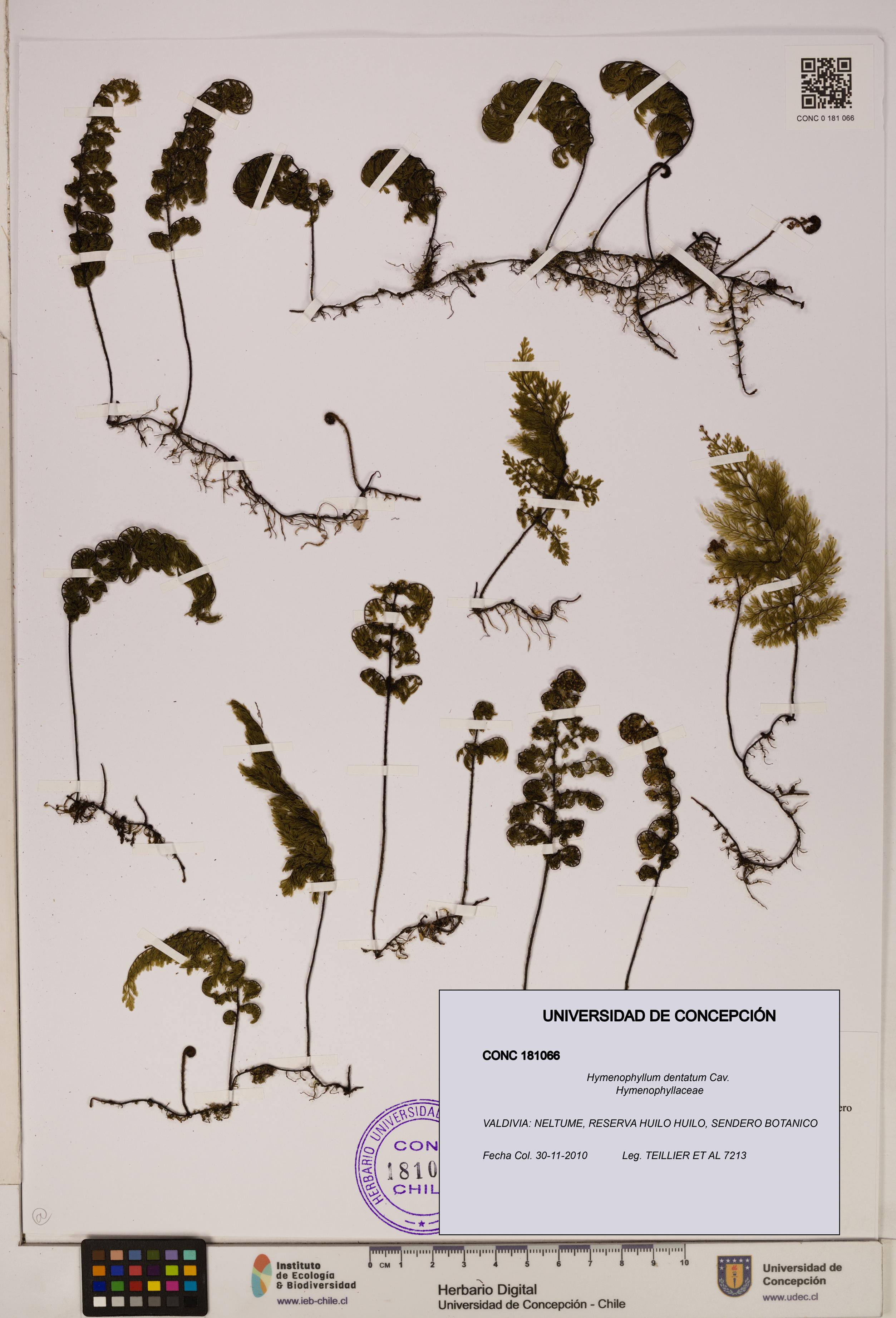 Hymenophyllum dentatum [Espécimen: UDEC:CONC:0181066]