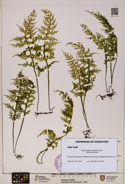 Hymenophyllum caudatum [Espécimen: UDEC:CONC:0181067]