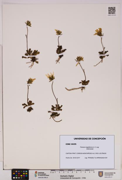Perezia magellanica [Espécimen: UDEC:CONC:0181070]