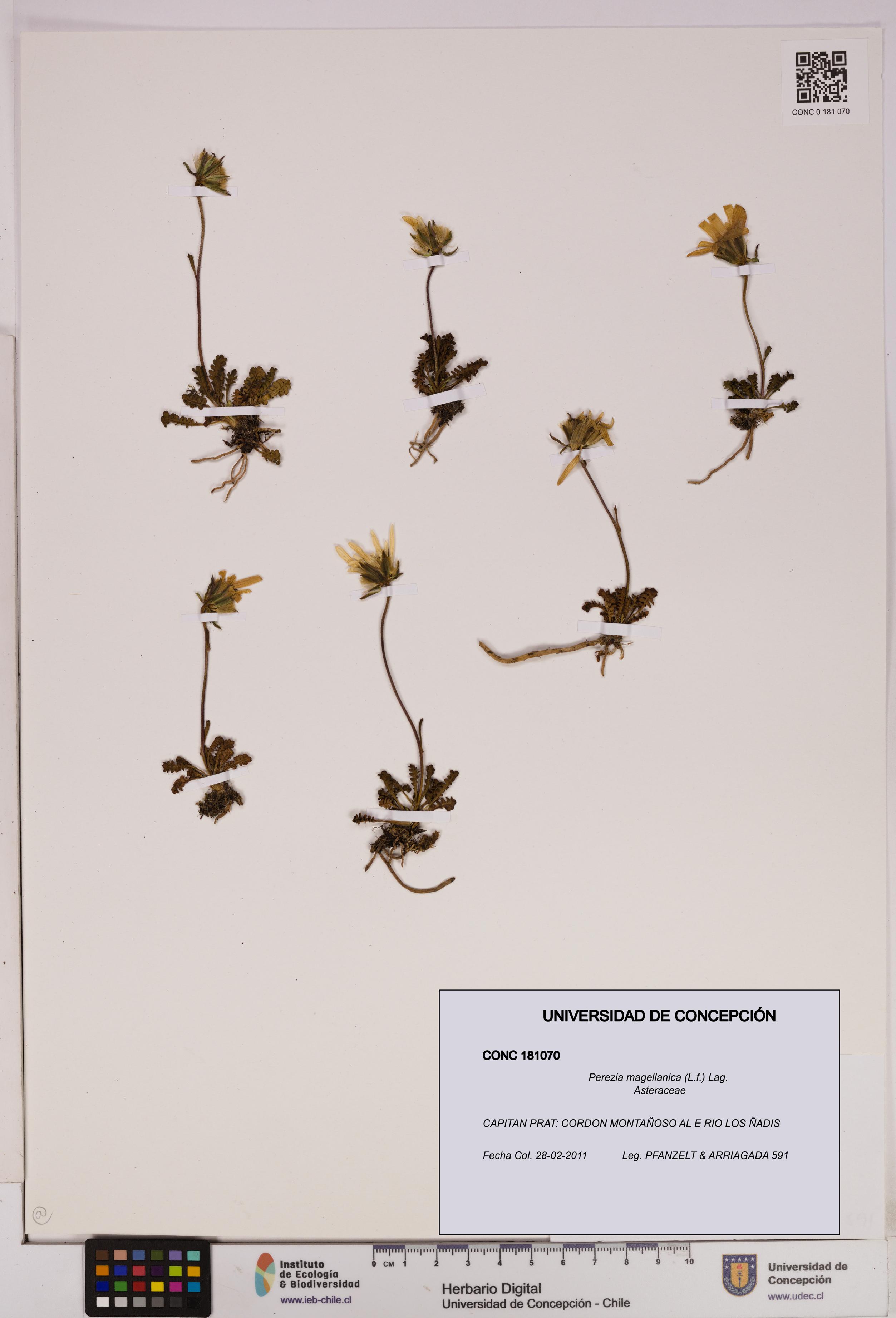 Perezia magellanica [Espécimen: UDEC:CONC:0181070]
