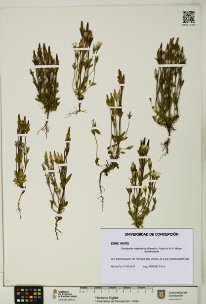Gentianella magellanica [Espécimen: UDEC:CONC:0181072]