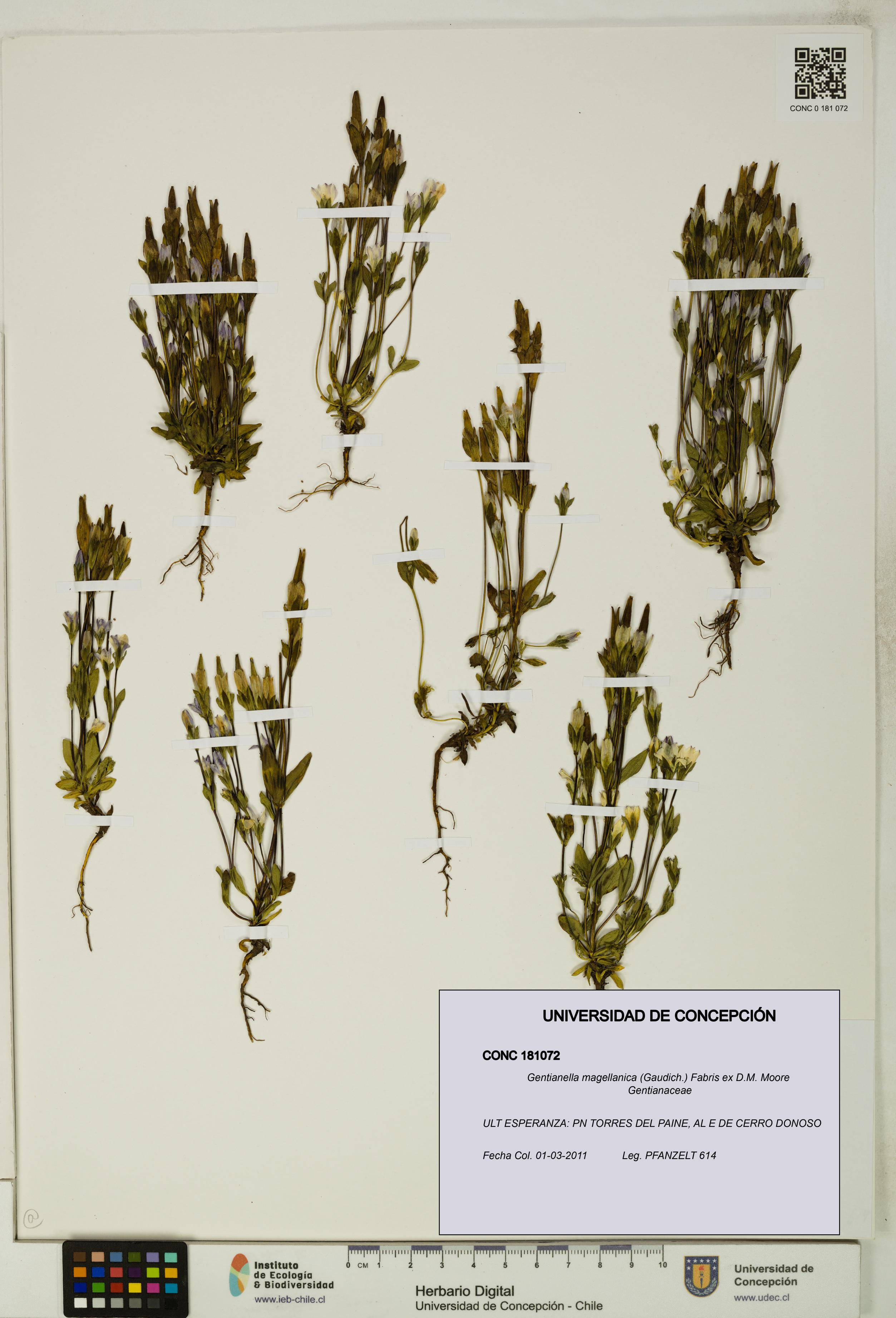 Gentianella magellanica [Espécimen: UDEC:CONC:0181072]