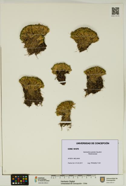 Gaimardia australis [Espécimen: UDEC:CONC:0181075]