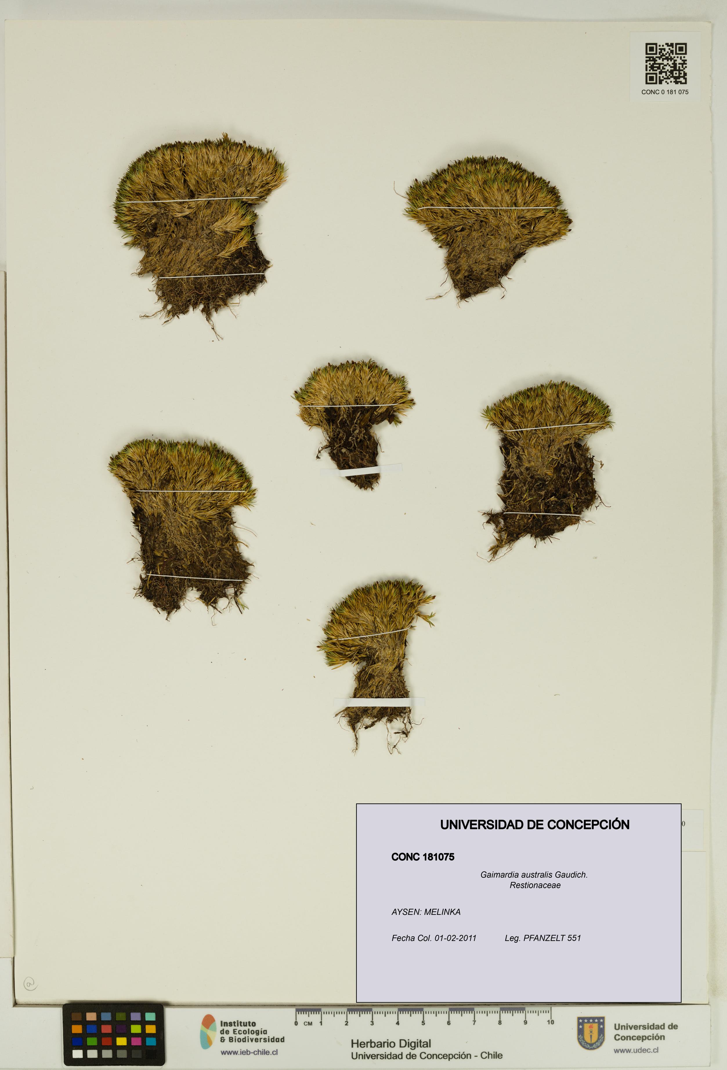 Gaimardia australis [Espécimen: UDEC:CONC:0181075]