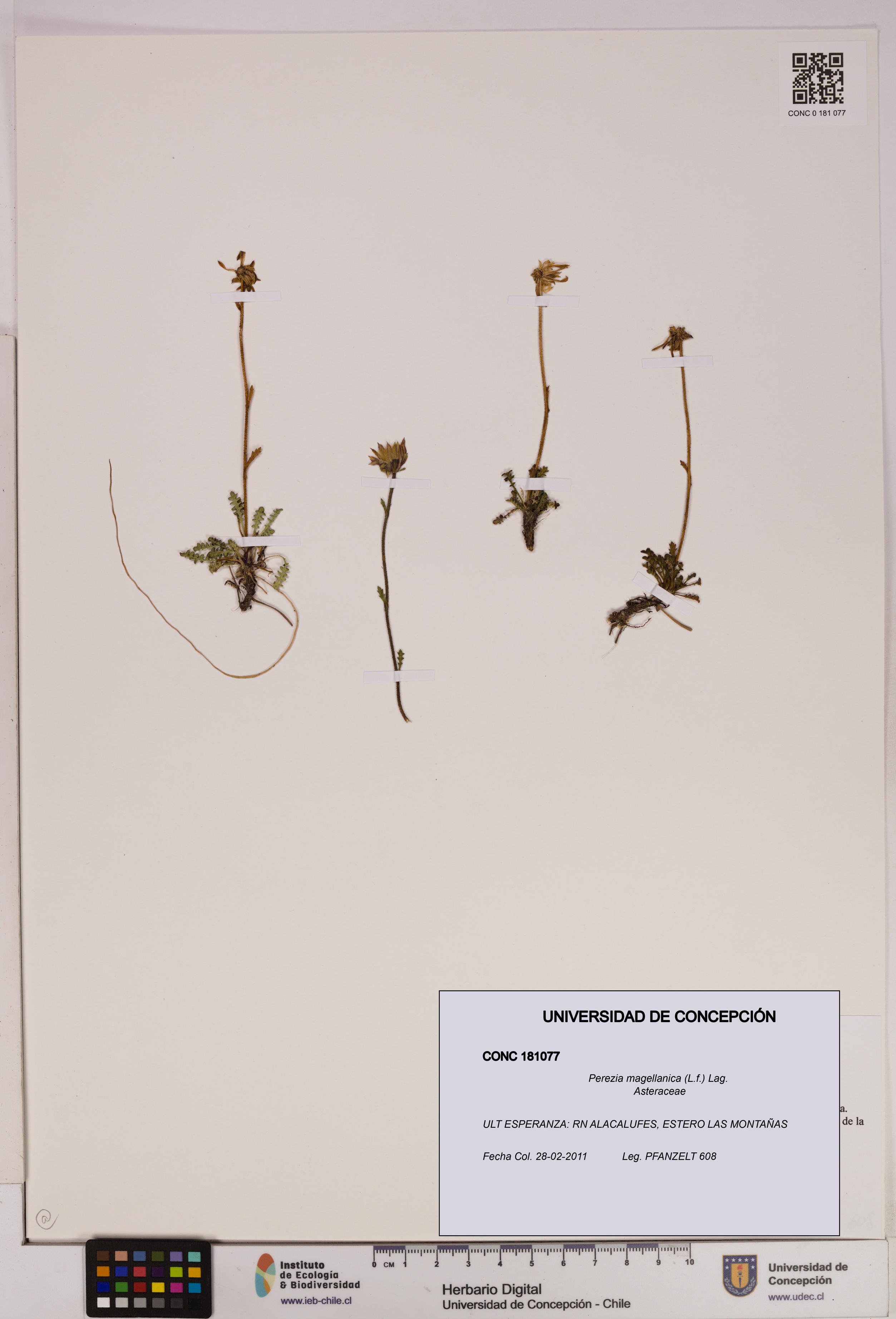 Perezia magellanica [Espécimen: UDEC:CONC:0181077]