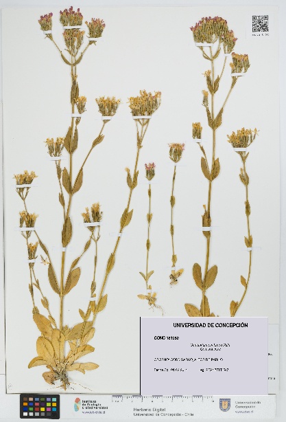 Centaurium erythraea [Espécimen: UDEC:CONC:0181080]
