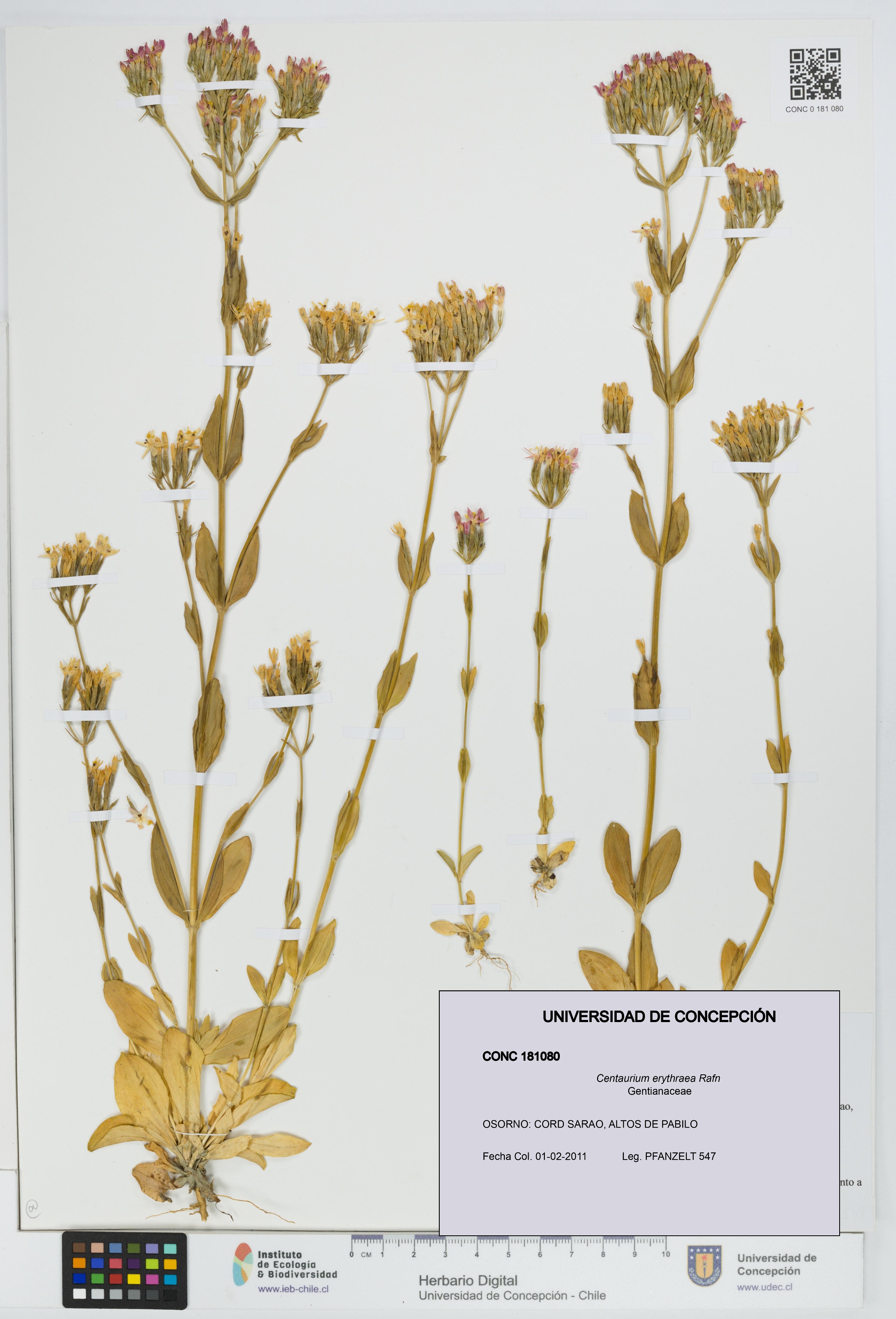 Centaurium erythraea [Espécimen: UDEC:CONC:0181080]