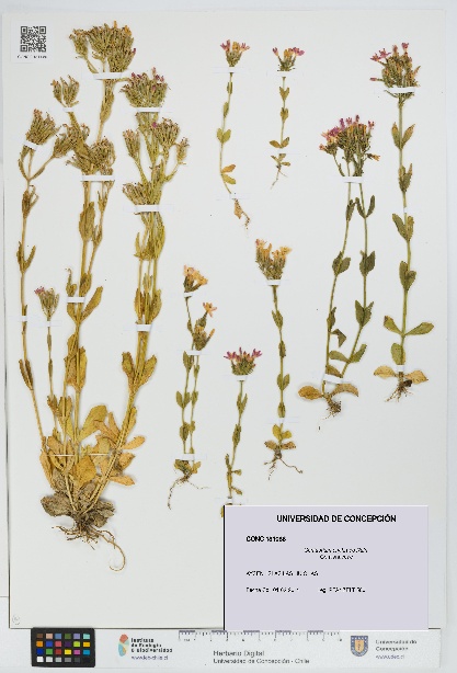 Centaurium erythraea [Espécimen: UDEC:CONC:0181086]