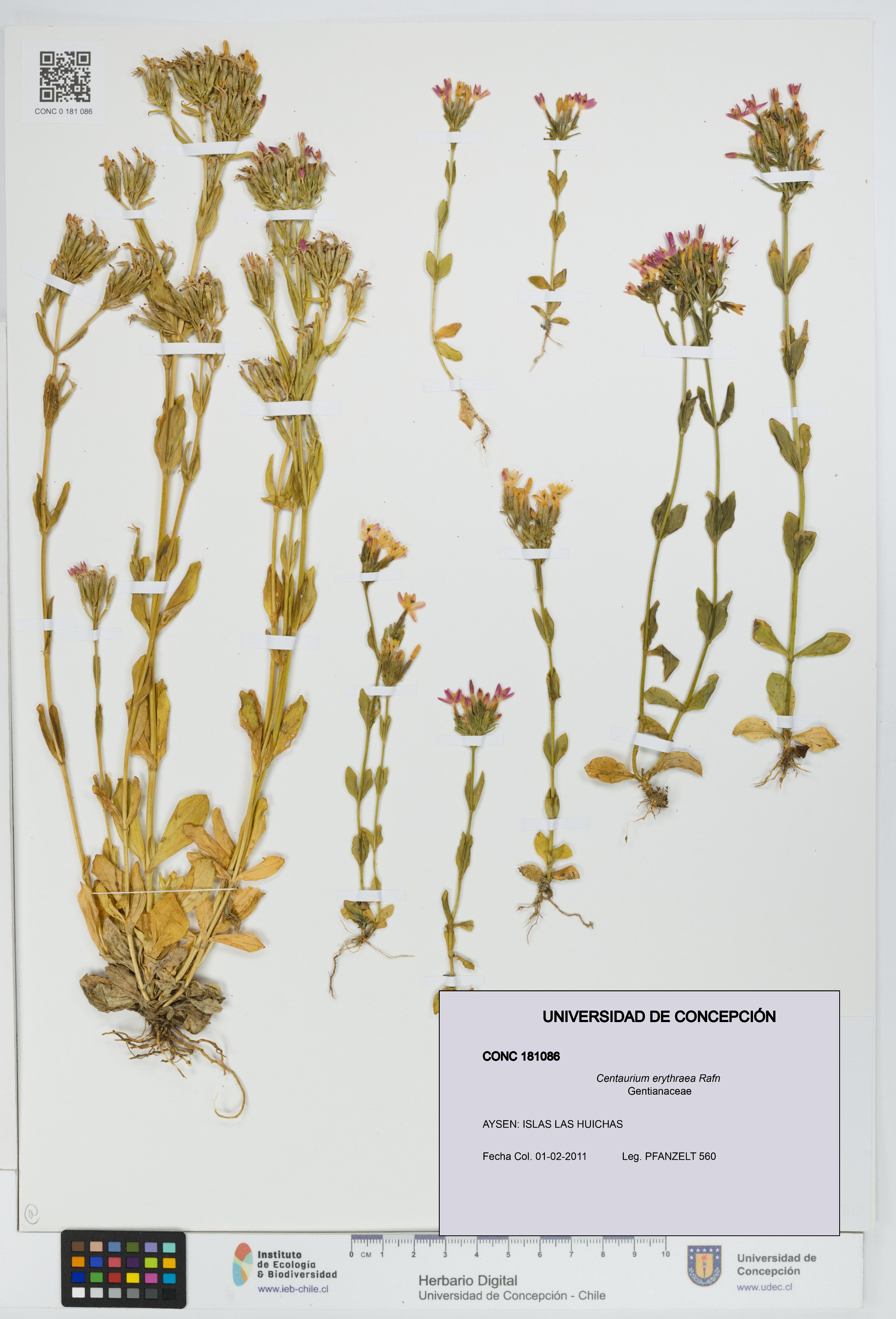 Centaurium erythraea [Espécimen: UDEC:CONC:0181086]