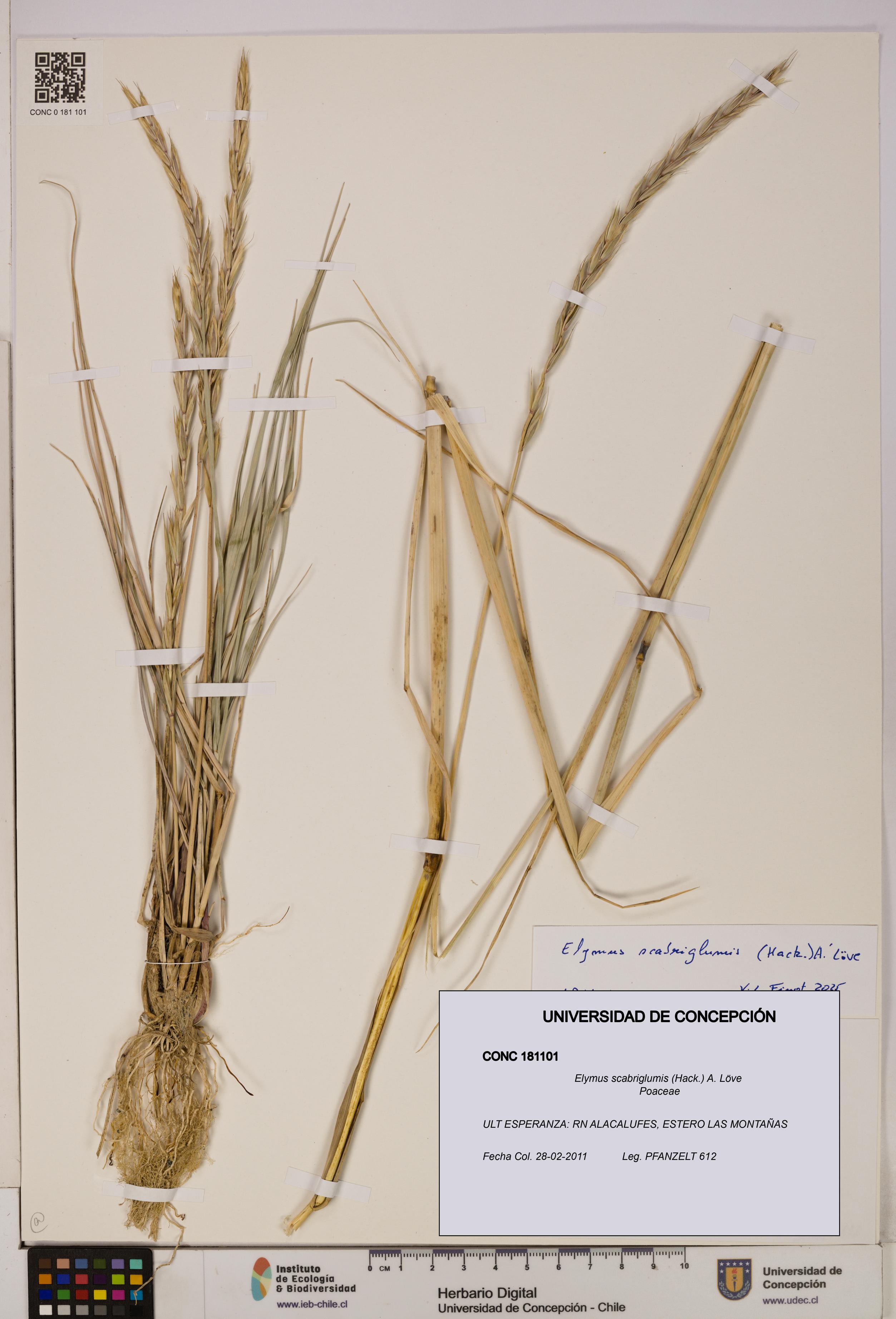 Elymus scabriglumis [Espécimen: UDEC:CONC:0181101]