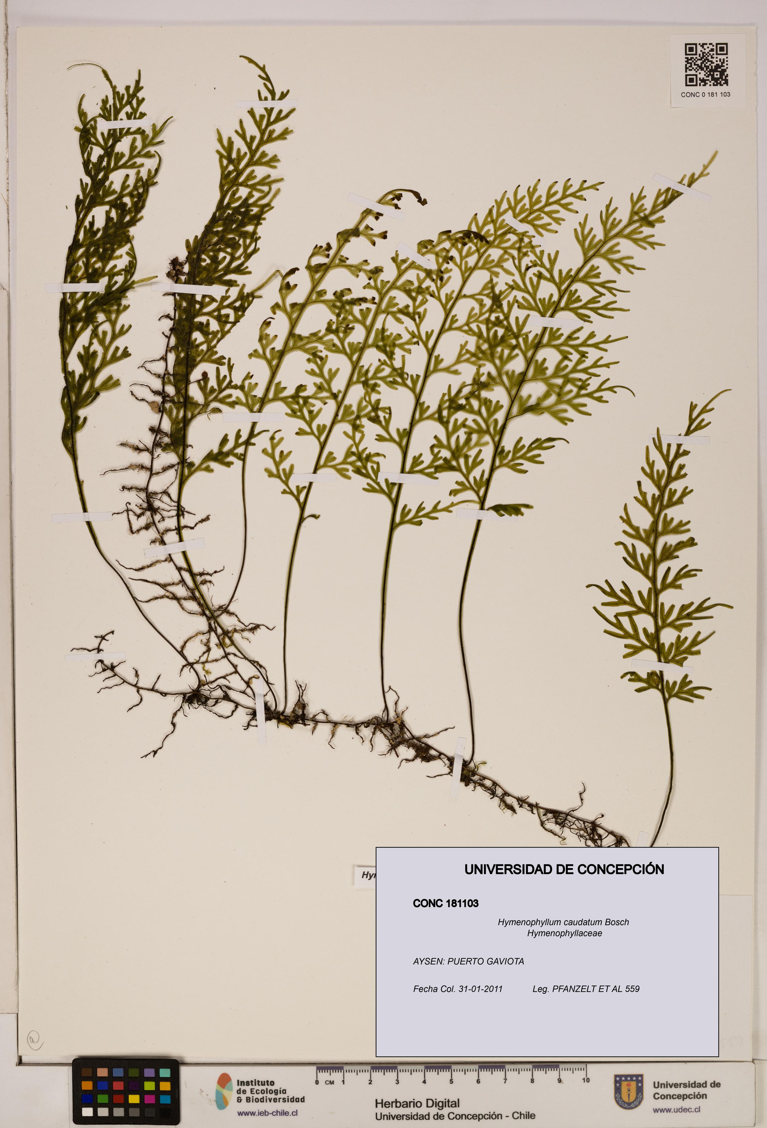 Hymenophyllum caudatum [Espécimen: UDEC:CONC:0181103]