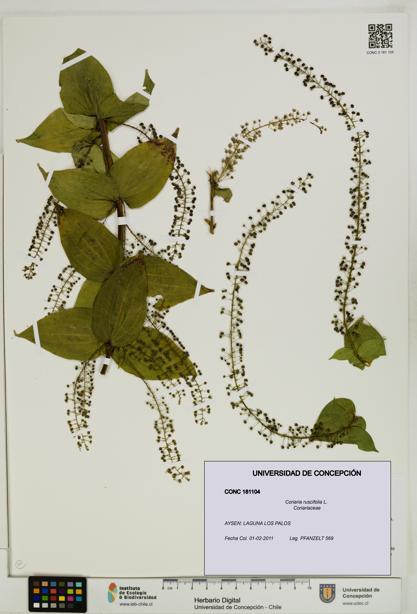 Coriaria ruscifolia [Espécimen: ]