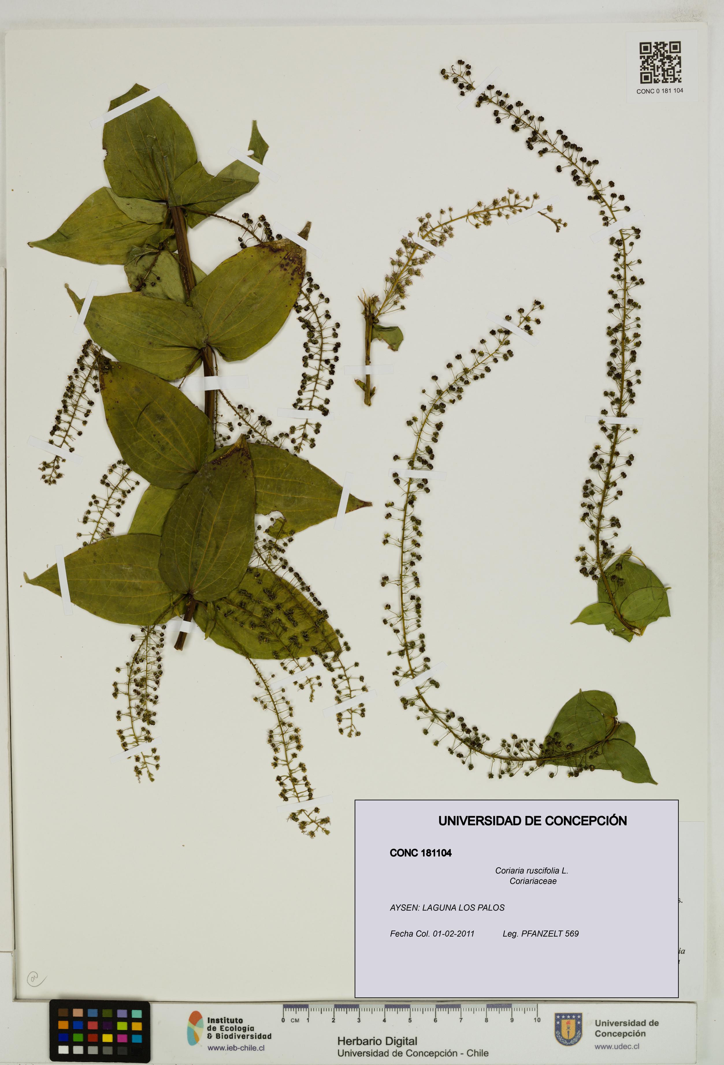 Coriaria ruscifolia [Espécimen: ]