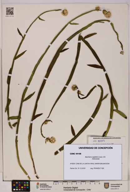 Baccharis sagittalis [Espécimen: UDEC:CONC:0181105]