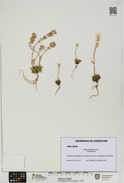 Draba magellanica [Espécimen: UDEC:CONC:0181106]