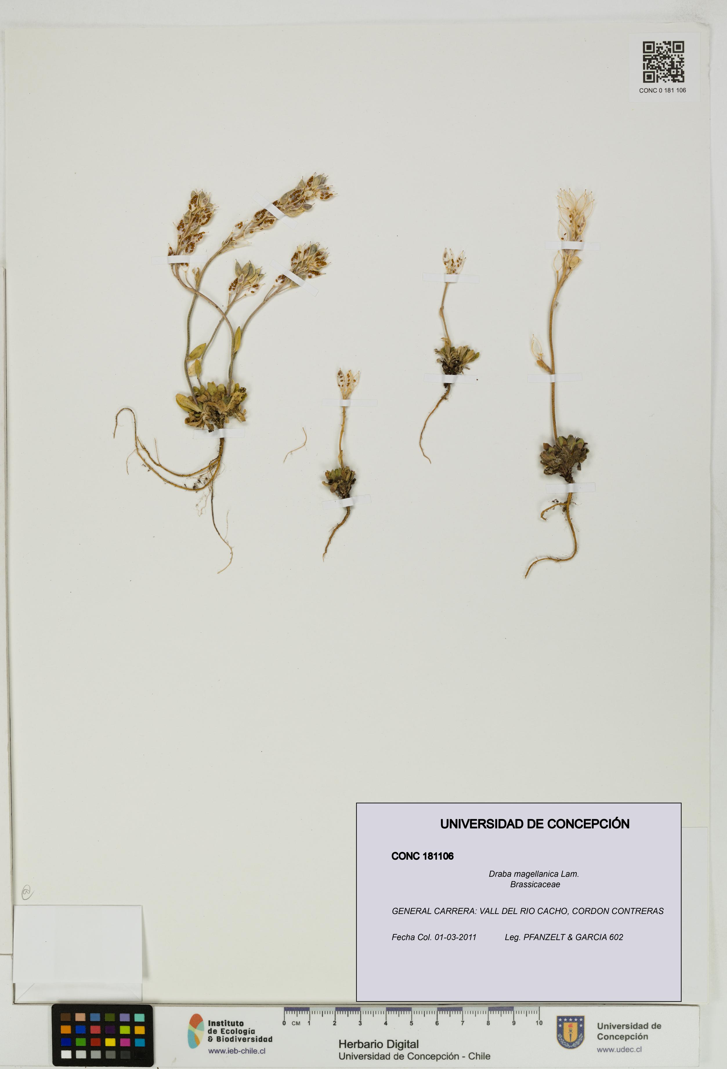 Draba magellanica [Espécimen: UDEC:CONC:0181106]