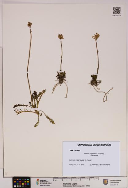 Perezia magellanica [Espécimen: UDEC:CONC:0181110]